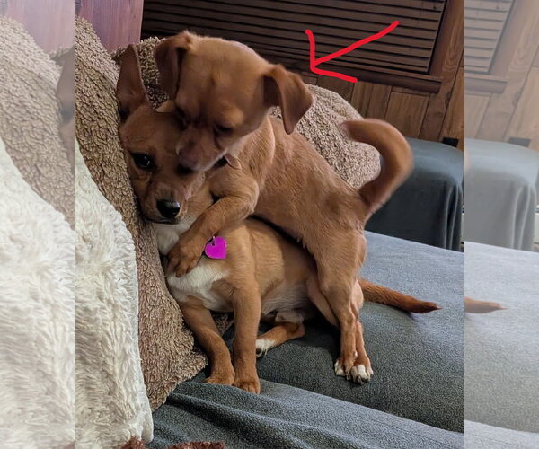 Medium Photo #4 Chihuahua-Unknown Mix Puppy For Sale in Aurora, CO, USA