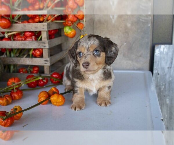 Medium Photo #2 Dachshund Puppy For Sale in MILLERSBURG, OH, USA