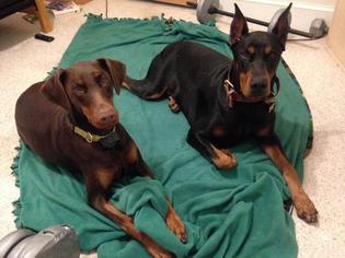 Father of the Doberman Pinscher puppies born on 02/13/2017