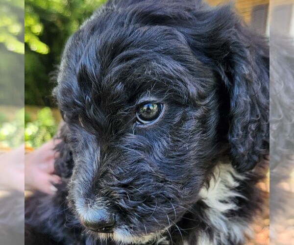 Medium Photo #2 F2 Aussiedoodle Puppy For Sale in COLUMBIA, TN, USA