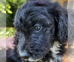 Small #1 F2 Aussiedoodle