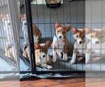 Small Photo #17 Basenji Puppy For Sale in SACRAMENTO, CA, USA