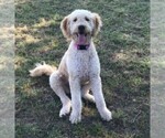 Small Photo #1 Goldendoodle Puppy For Sale in CLARE, IL, USA