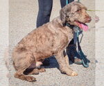 Small Photo #3 Chocolate Labrador retriever-Unknown Mix Puppy For Sale in Huntley, IL, USA