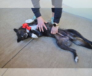 Mutt Dogs for adoption in McKinney, TX, USA