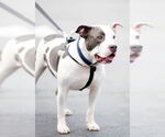 Small #9 Staffordshire Bull Terrier
