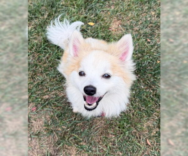 Medium Photo #2 Pomeranian-Unknown Mix Puppy For Sale in Ventura, CA, USA