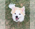 Small #1 Pomeranian Mix