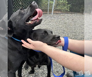 Rizzoli - Female Labrador Retriever-Unknown Mix Dog for Adoption - Photo #3