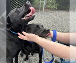 Small Photo #3 Labrador Retriever-Unknown Mix Puppy For Sale in Washington, DC, USA