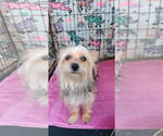 Small #3 Mutt