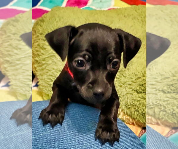 Medium Photo #1 Chiweenie Puppy For Sale in Minneapolis, MN, USA