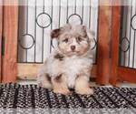 Small #2 F2 Aussiedoodle