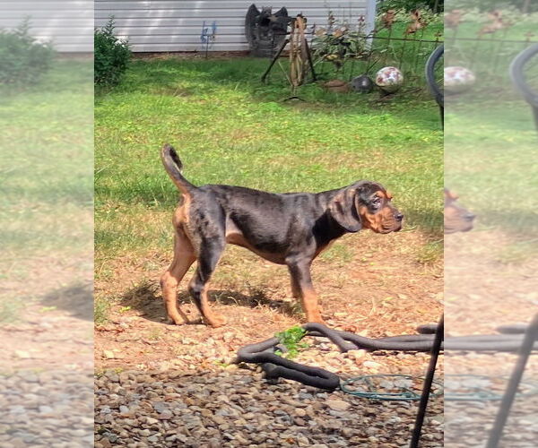 Medium Photo #3 Bulldog-Cocker Spaniel Mix Puppy For Sale in Cuyahoga Falls , OH, USA