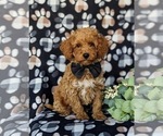Small Poodle (Miniature)