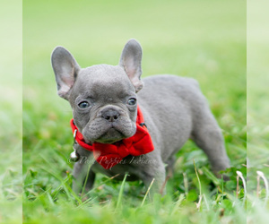 Medium French Bulldog