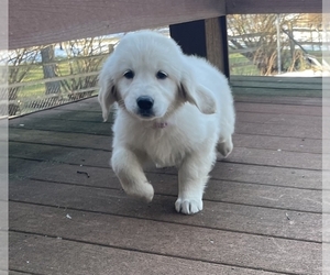 Goberian Puppy for sale in MIDLAND, MI, USA