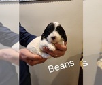 Puppy Beans Poodle (Miniature)-Springerdoodle Mix
