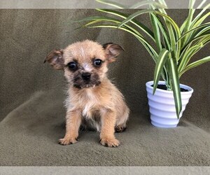 Chihuahua-Chiweenie Mix Puppy for sale in LAKELAND, FL, USA
