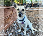 Small #2 Rat Terrier Mix