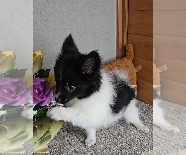 Medium Photo #3 Pomeranian Puppy For Sale in JASONVILLE, IN, USA