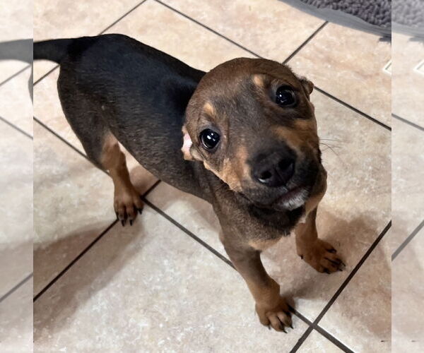 Medium Photo #4 American Staffordshire Terrier-Unknown Mix Puppy For Sale in Tracy City, TN, USA