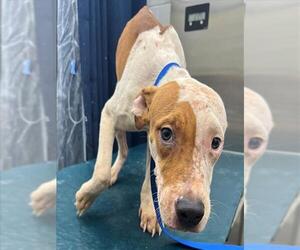 American Bulldog-Unknown Mix Dogs for adoption in Mobile, AL, USA