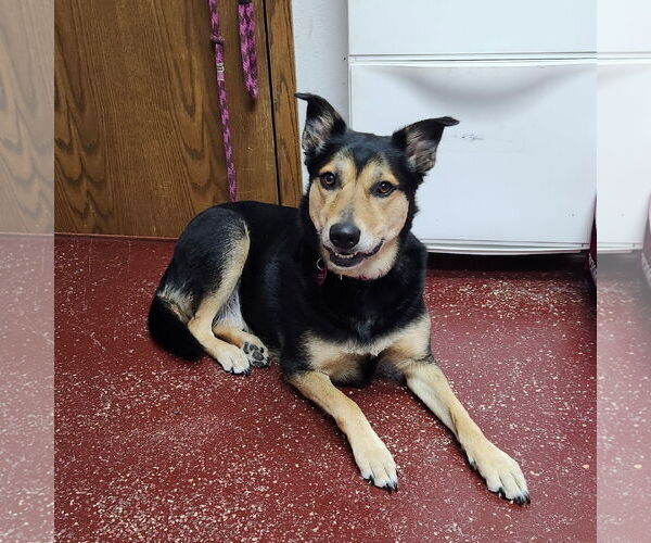 Medium Photo #2 Mutt Puppy For Sale in Fargo, ND, USA