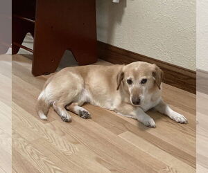 Labrador Retriever Dogs for adoption in Minneapolis, MN, USA
