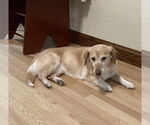 Small Labrador Retriever