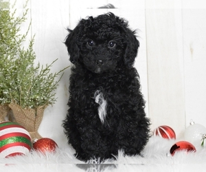 Poodle (Miniature) Puppy for sale in PROVIDENCE, RI, USA