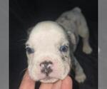 Small #12 Olde English Bulldogge
