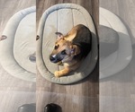 Small #10 Black Mouth Cur-German Shepherd Dog Mix