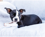 Small Photo #20 Boston Terrier Puppy For Sale in WAKARUSA, IN, USA