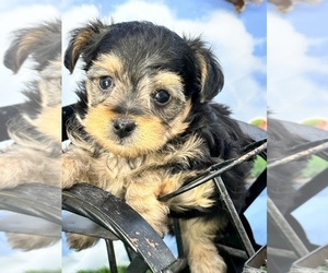YorkiePoo Dog for Adoption in CASSVILLE, Missouri USA