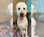 Small #8 Labradoodle