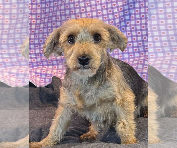 Medium Photo #3 Mutt Puppy For Sale in Bon Carbo, CO, USA