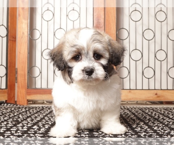 Medium Photo #1 Zuchon Puppy For Sale in NAPLES, FL, USA