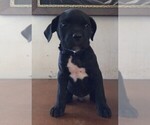 Small Photo #13 Cane Corso Puppy For Sale in GRENVILLE, NM, USA