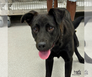 Labrador Retriever-Retriever  Mix Dogs for adoption in Washington, DC, USA