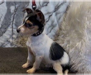 Jack Chi Puppy for sale in MOUNT CARMEL, PA, USA
