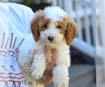 Small #4 Poodle (Miniature)