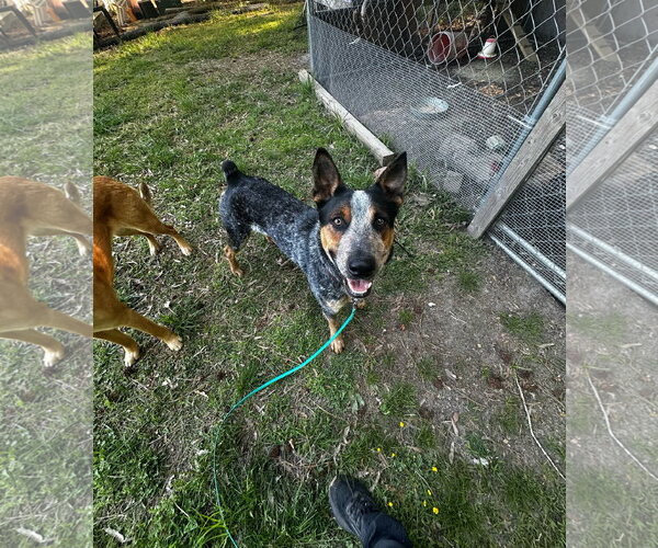 Medium Photo #2 Mutt Puppy For Sale in Garden City, NY, USA