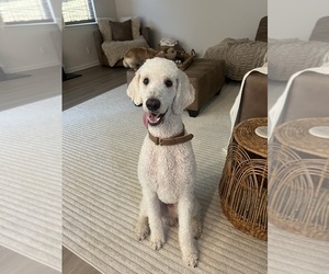 Father of the Bernedoodle puppies born on 12/10/2025