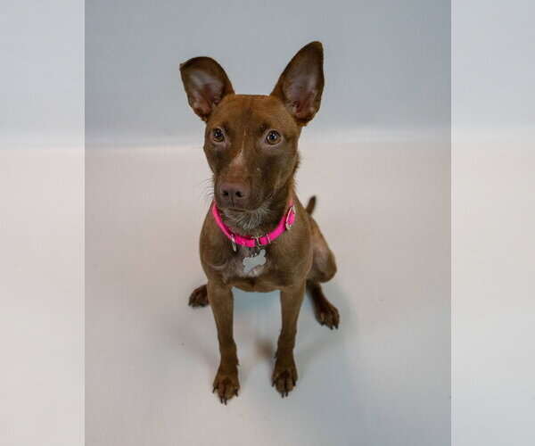 Medium Photo #6 Mutt Puppy For Sale in Kennesaw, GA, USA