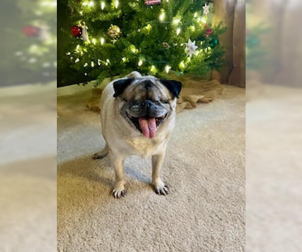 Medium Photo #11 Pug Puppy For Sale in Indianapolis, IN, USA