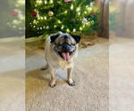 Small Photo #11 Pug Puppy For Sale in Indianapolis, IN, USA