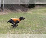 Small Photo #6 Weimaraner Puppy For Sale in LIBBY, MT, USA