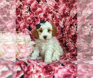 English Springer Spaniel-Poodle (Miniature) Mix Puppy for sale in LINCOLN UNIVERSITY, PA, USA