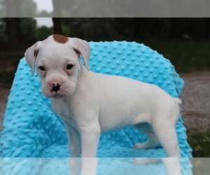 Boxer Puppy for sale in SHILOH, OH, USA